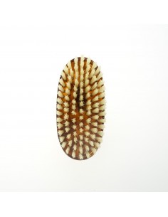 Spazzola per Capelli Meloncino Setole Maiale Tartarugata