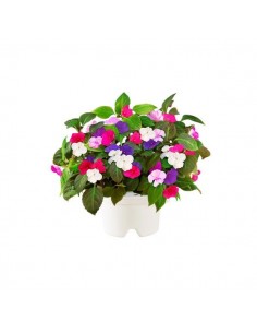 Click & Grow Refill Busy Lizzy