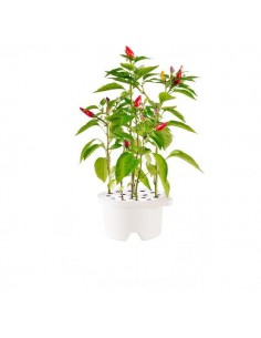 Click & Grow Refill Peperoncino