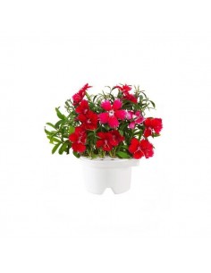 Click & Grow Refill China Pink 