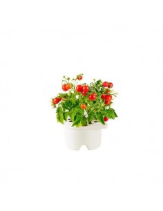 Click & Grow Refill Mini Pomodoro