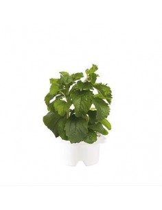 Click & Grow Refill Stevia